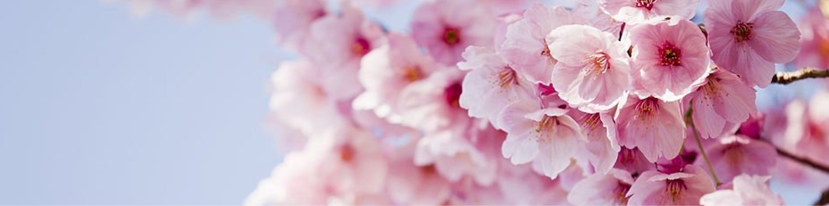 best perfume
japanese cherry blossom
cherry blossom
flowers
fragrance flowers