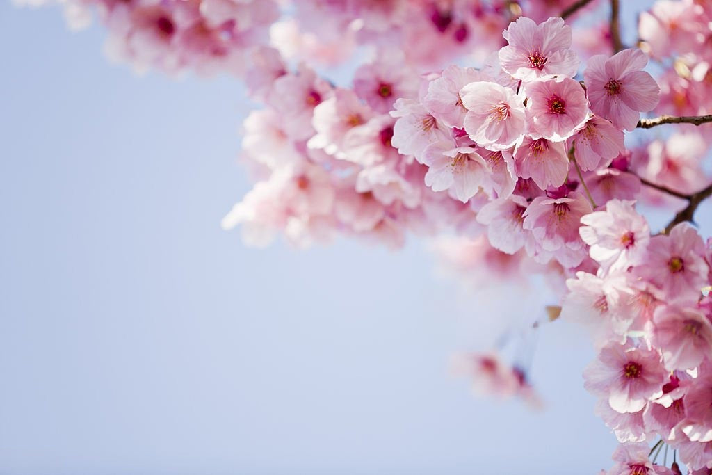 japanese cherry blossom body mist, spray, fragrance, best body spray for female
